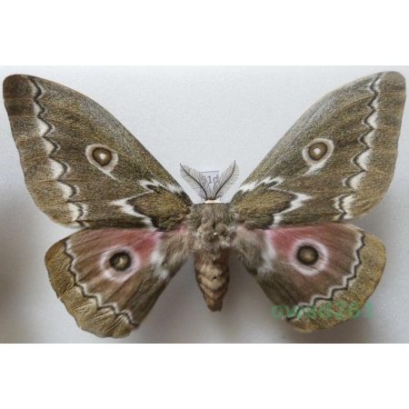 Gonimbrasia tyrrhea (Cramer, 1775) male ex. ovo South Africa 114mm51d